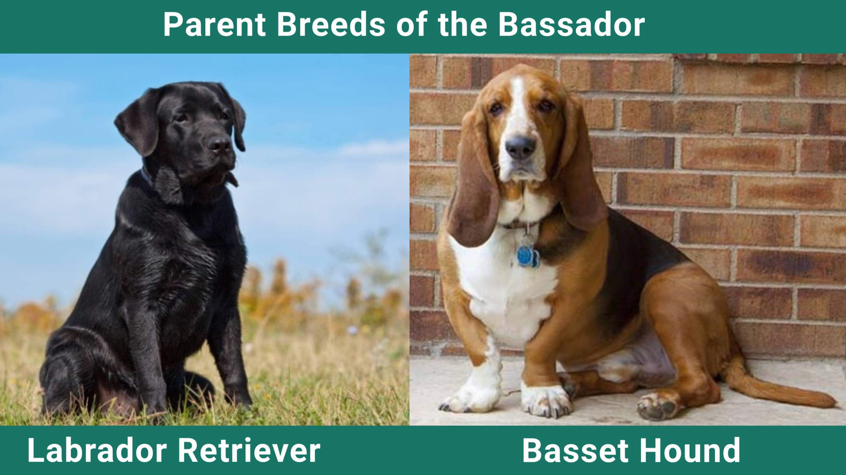 Parent of Bassador Dog breed